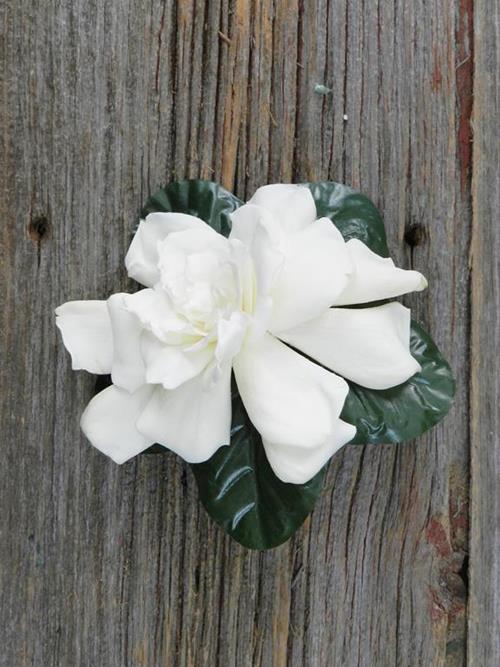 WHITE GARDENIA